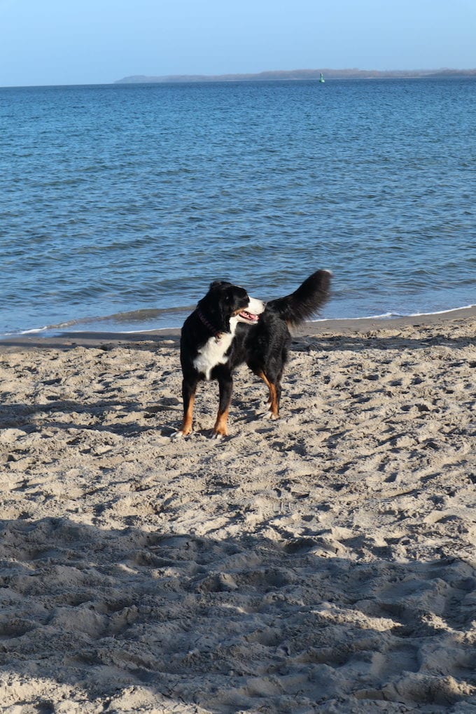 Hund am Travemünde Strand