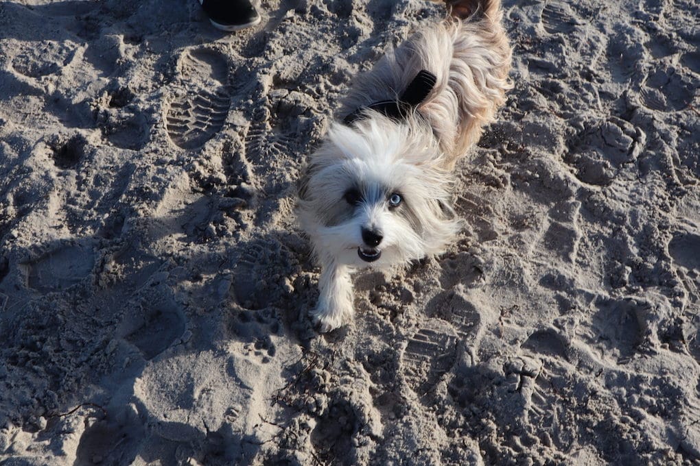 Hund am Travemünde Strand