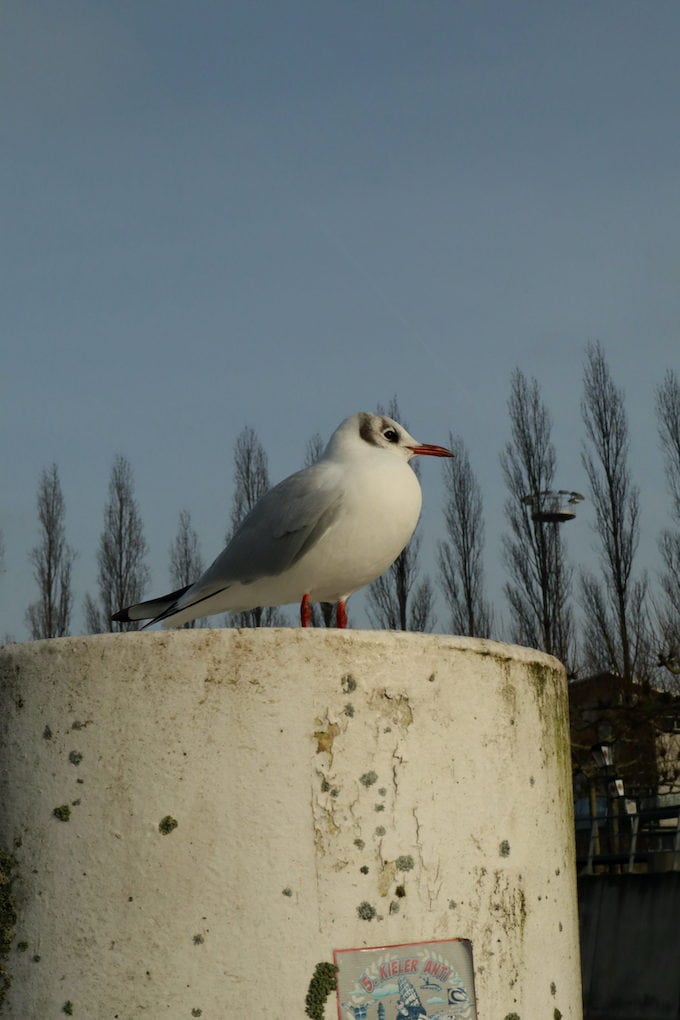 Möge in Kiel am Hafen