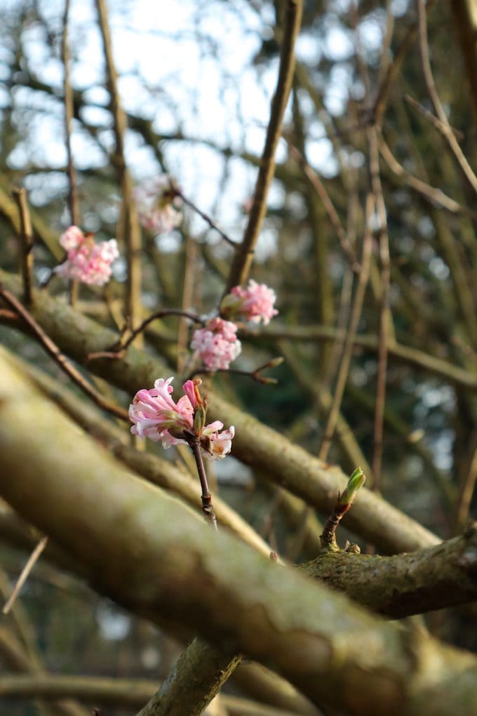 alter botanischer Garten Kiel