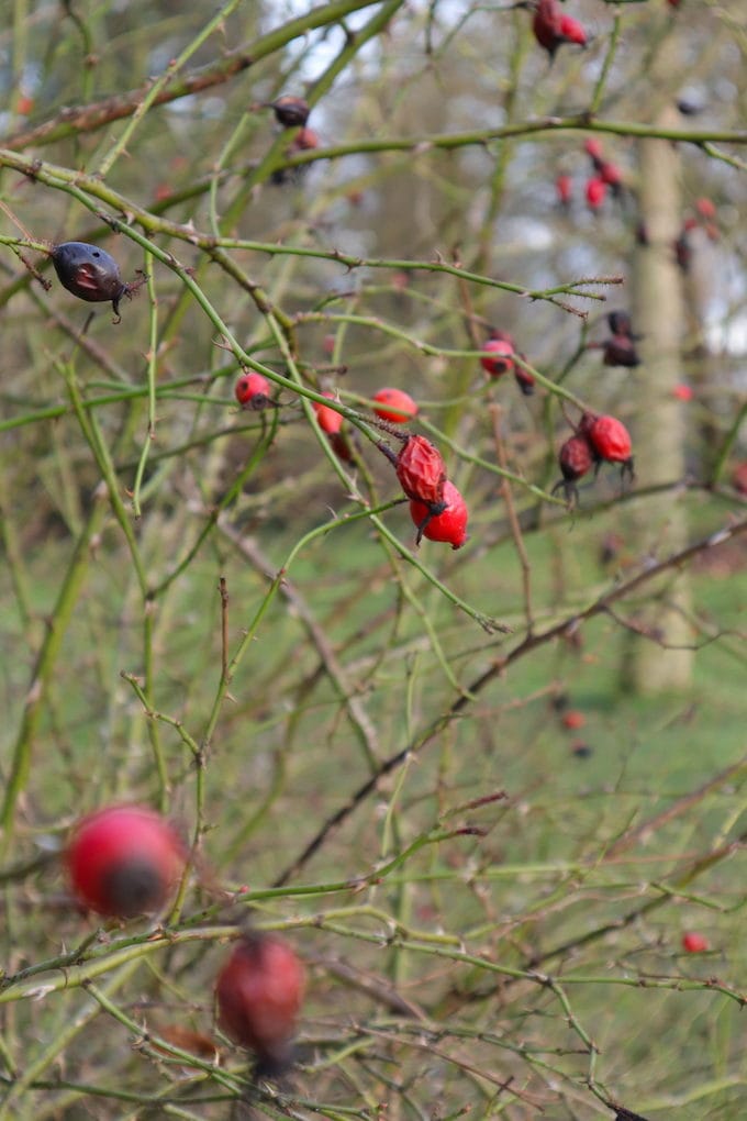 alter botanischer Garten Kiel