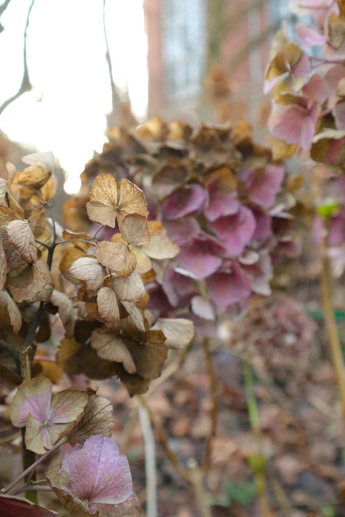 alter botanischer Garten Kiel