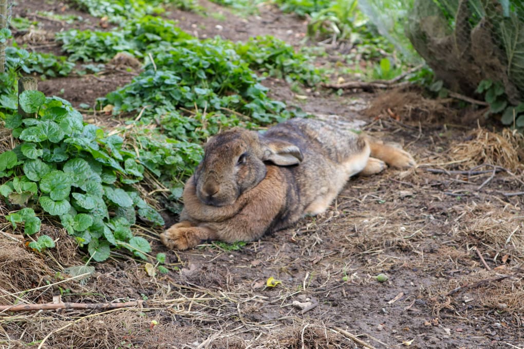 Kaninchen - Tiere als Individuen abgebildet - Tierfotografie