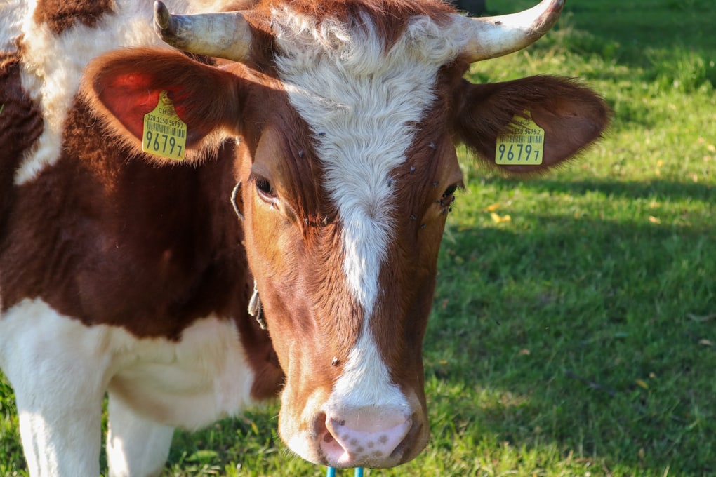 Junge Kuh - Tiere als Individuen abgebildet - Tierfotografie